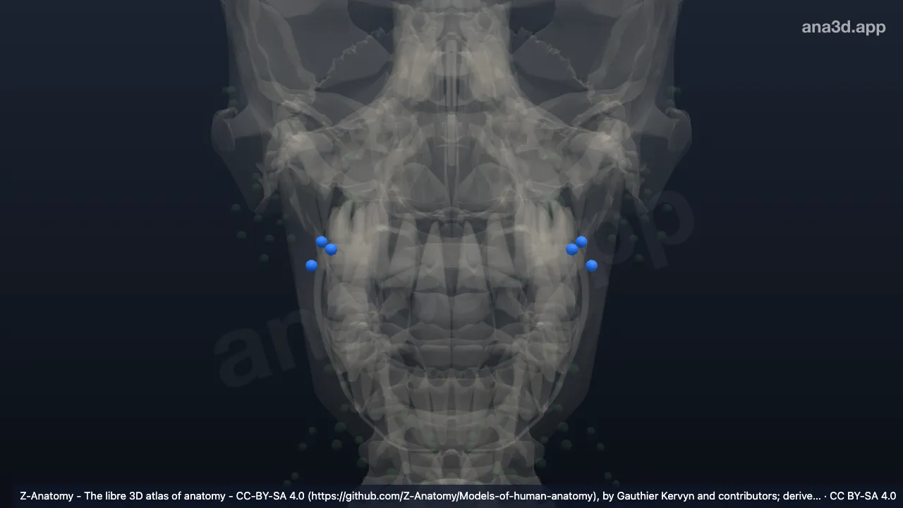 3D model: bucinator node
