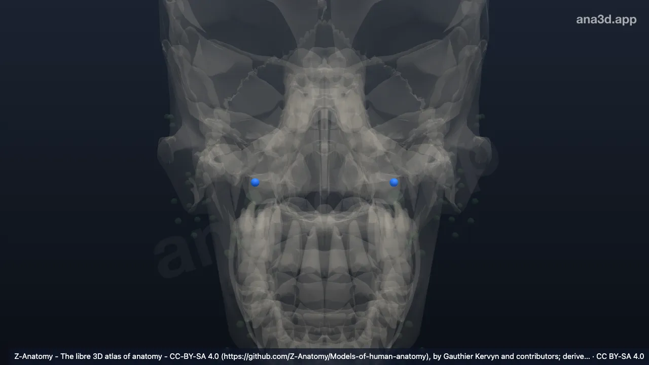 Modèle 3D : Lymphonoeud nasolabial