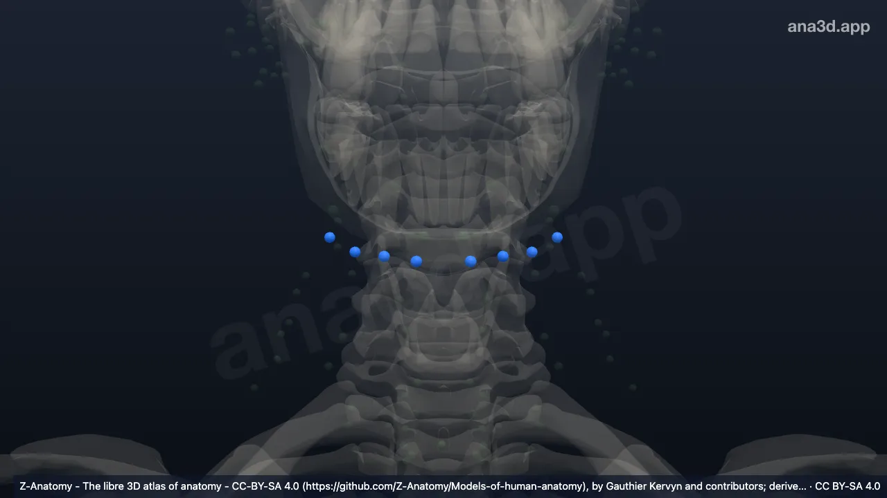 Modelo 3D: Nós submentais