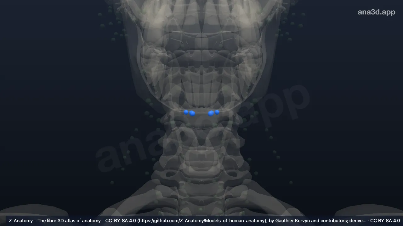 3D 模型：下颌下淋巴结