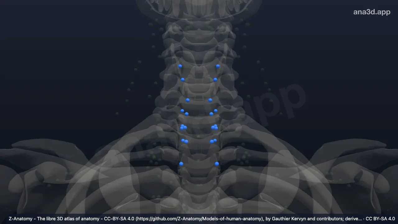 Modelo 3D: Nodos cervicales anteriores