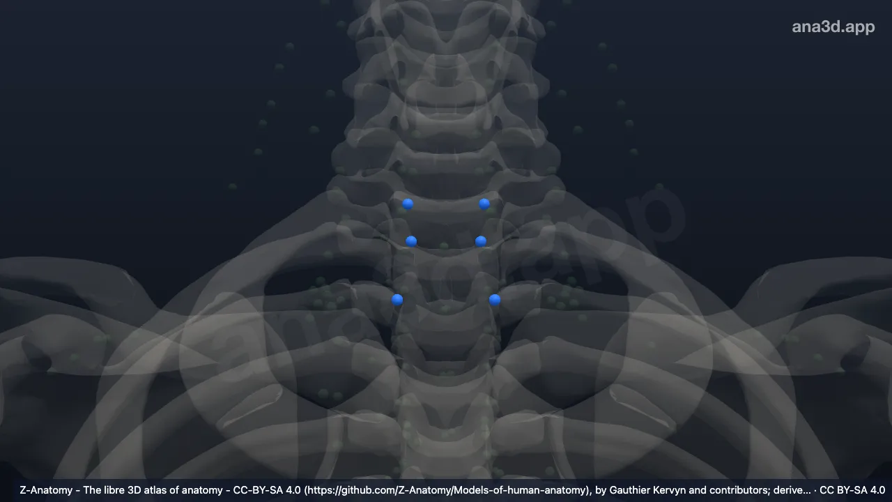 Modèle 3D : Lymphonoeuds cervicaux antérieurs superficiels