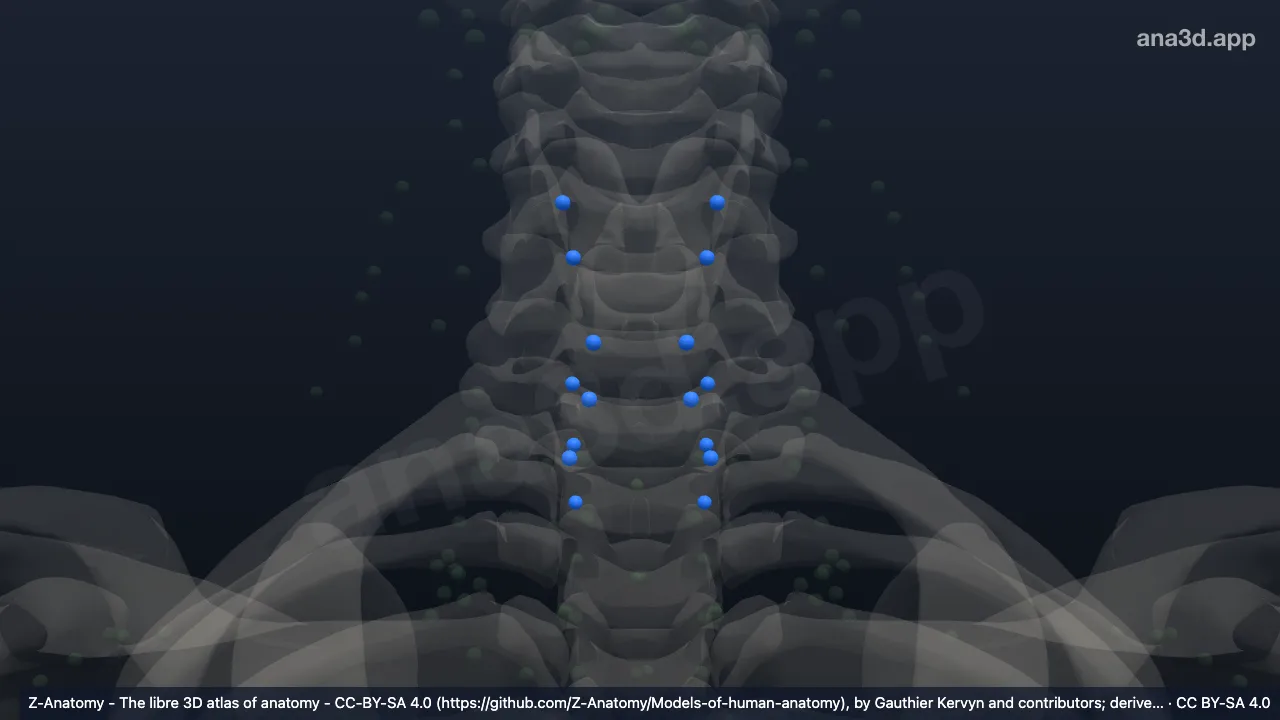 Modelo 3D: Nodos cervicales anteriores profundos