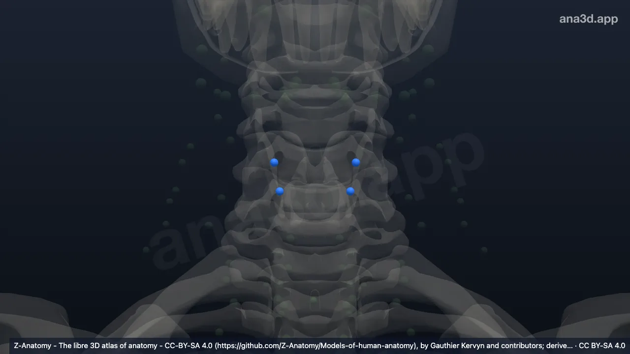 Modelo 3D: Nodos tiroideos