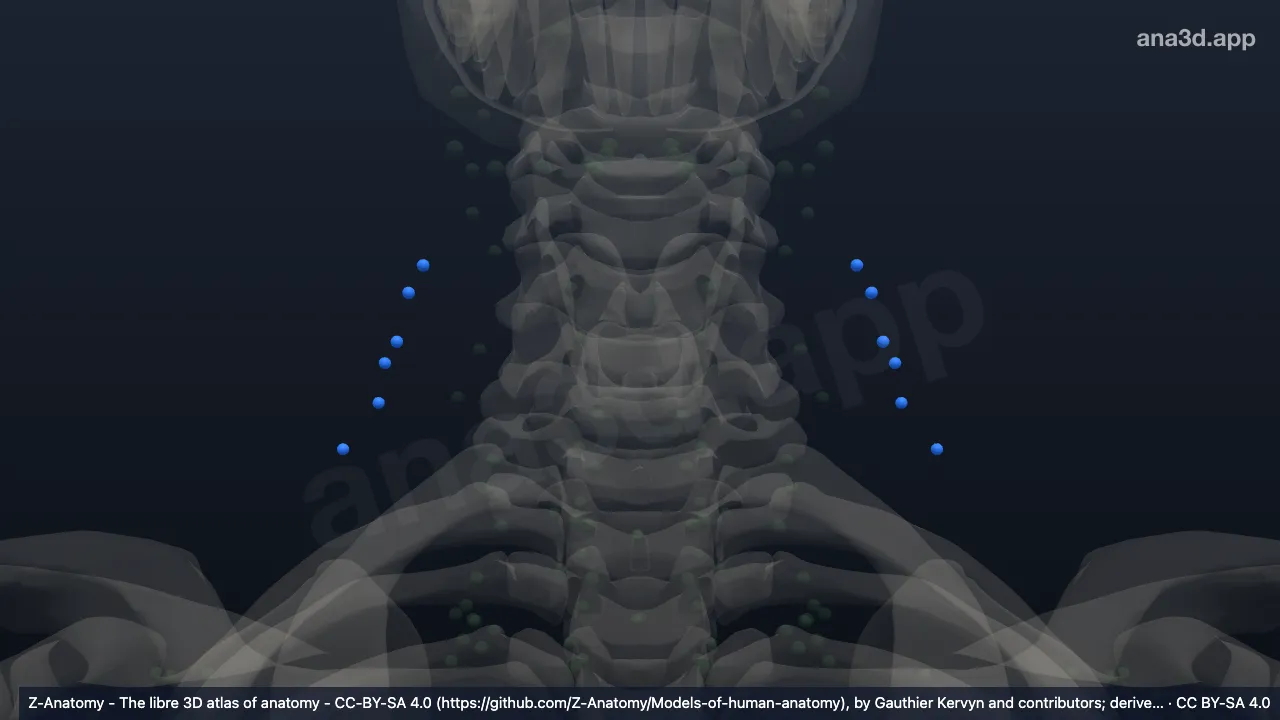 Modelo 3D: Nodos cervicales laterales superficiales