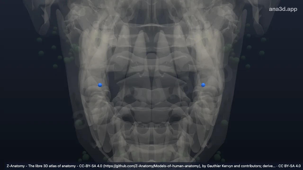 Modelo 3D: Nodo yugulodigástrico