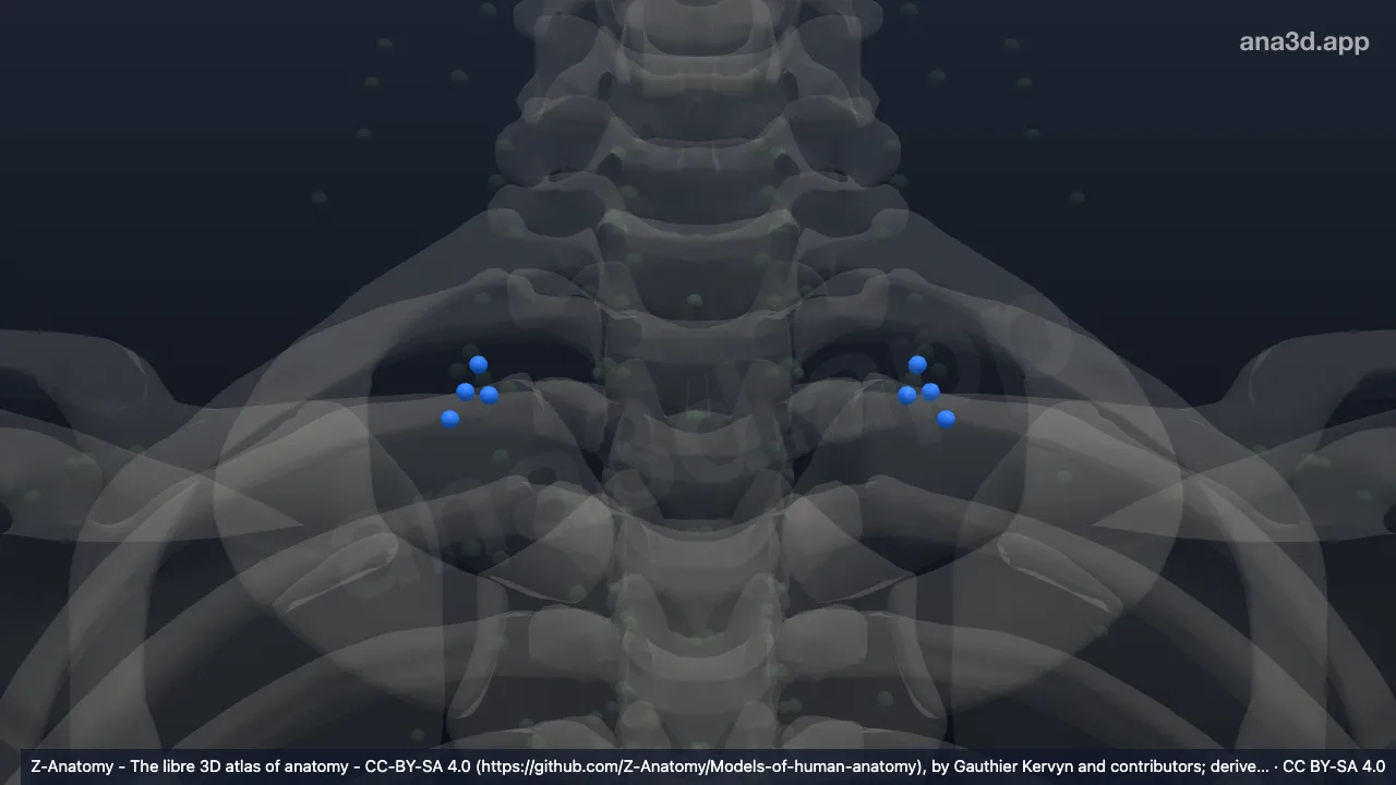 3D 模型：锁骨上淋巴结