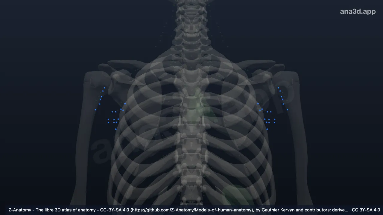 Modelo 3D: Nodos axilares