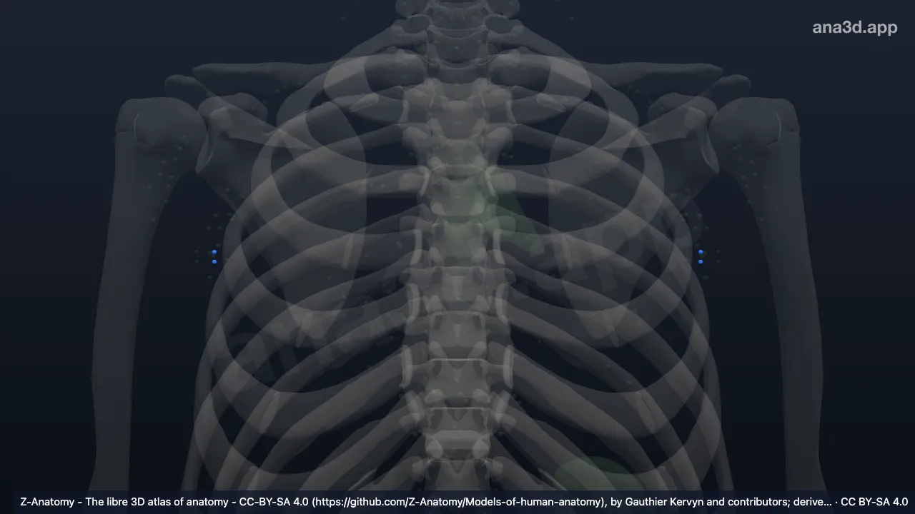 3D-Modell: Nodi lymphoidei axillares centrales