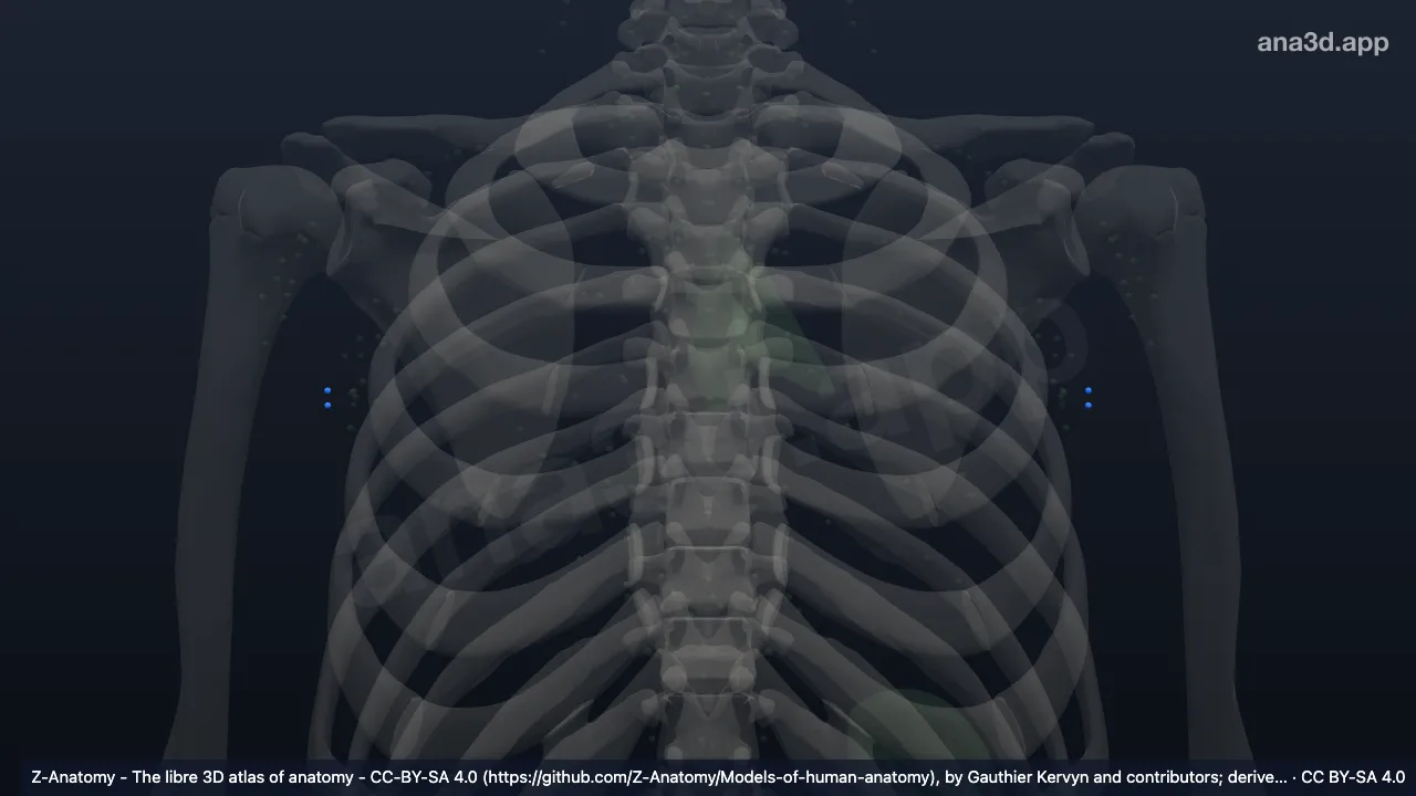 3D-Modell: Nodi lymphoidei axillares laterales