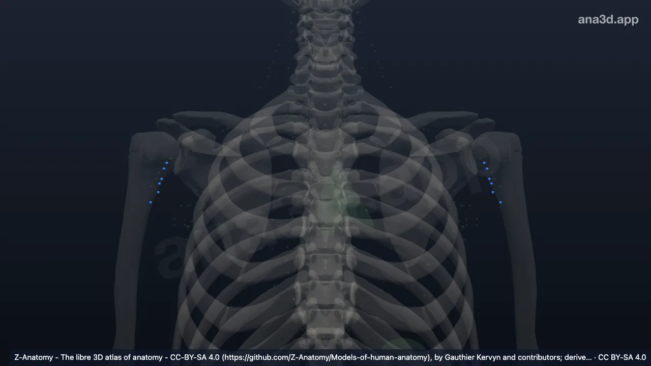 Model 3D: Kelenjar getah bening aksilaris posterior
