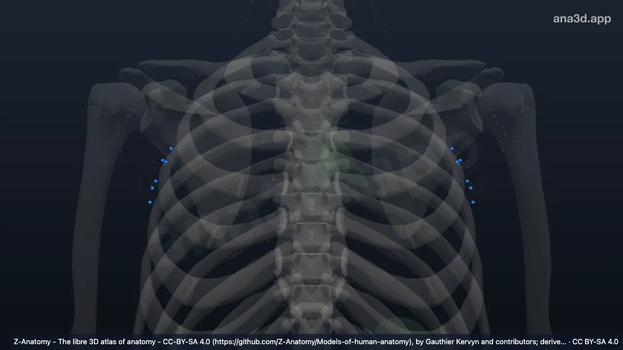 3D-Modell: Nodi axillares anteriores