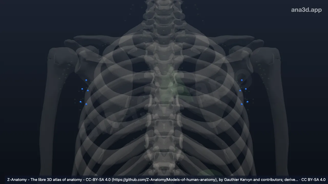Modelo 3D: Nós interpeitorais