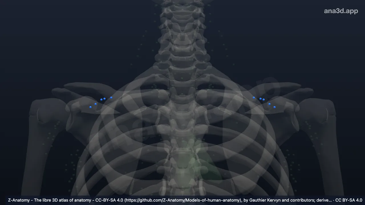 Modelo 3D: Nodos infraclaviculares