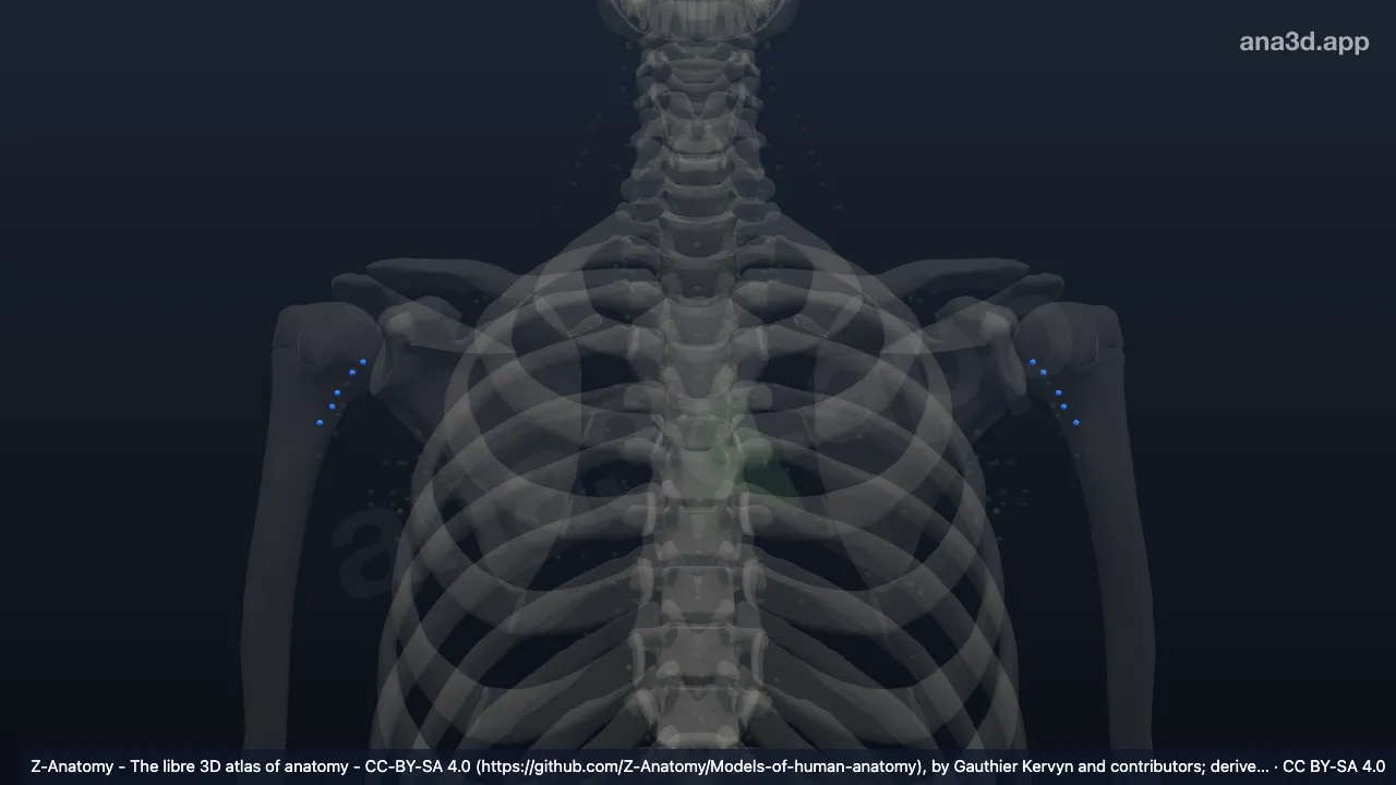 Modelo 3D: Nodos braquiales