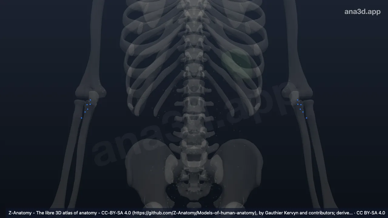 Modelo 3D: Nodos cubitales