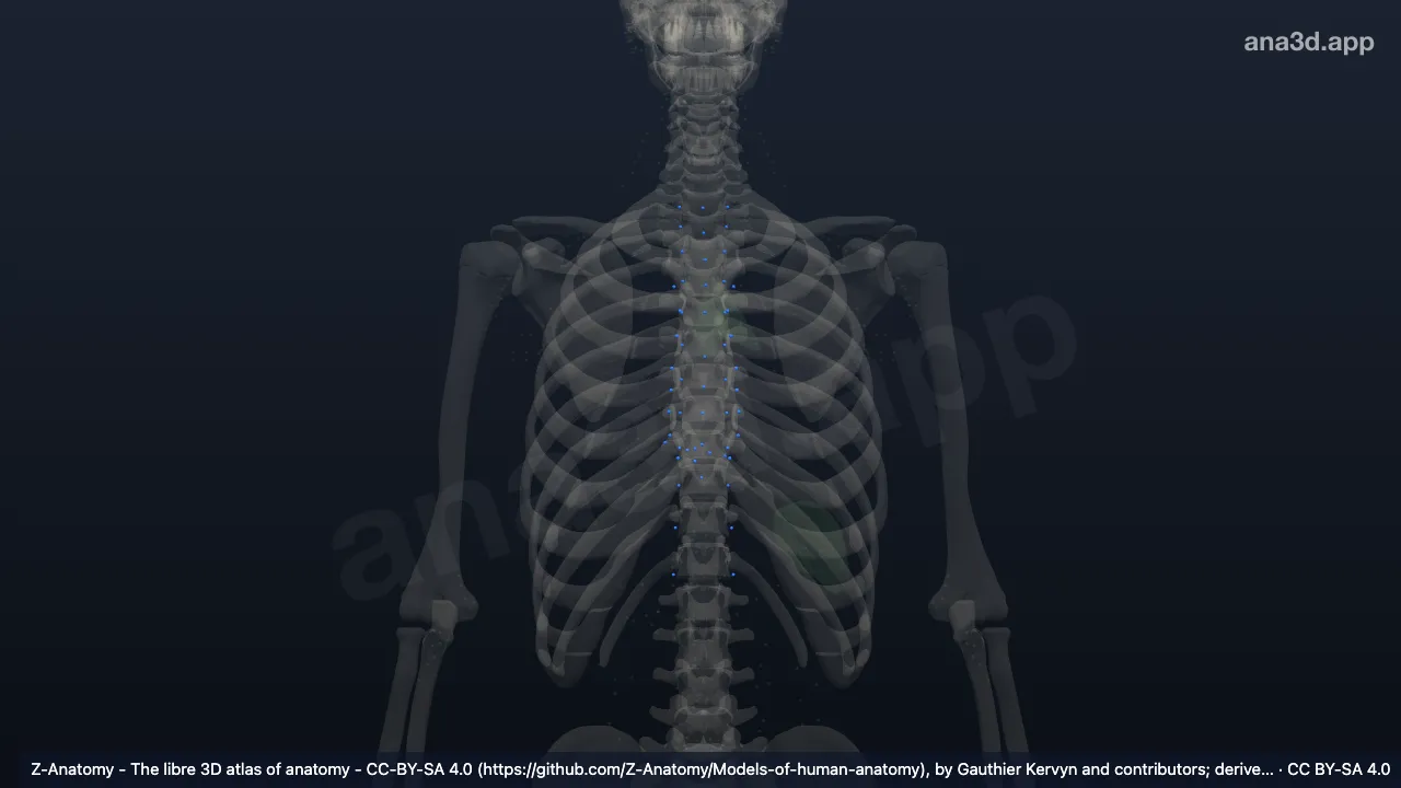 Modelo 3D: Nodos linfáticos torácicos parietales