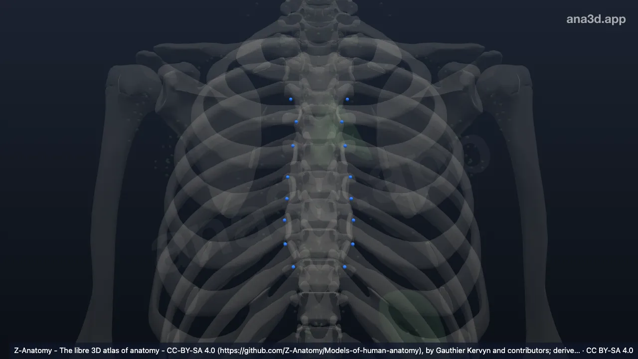 Modelo 3D: Nodos para-esternales