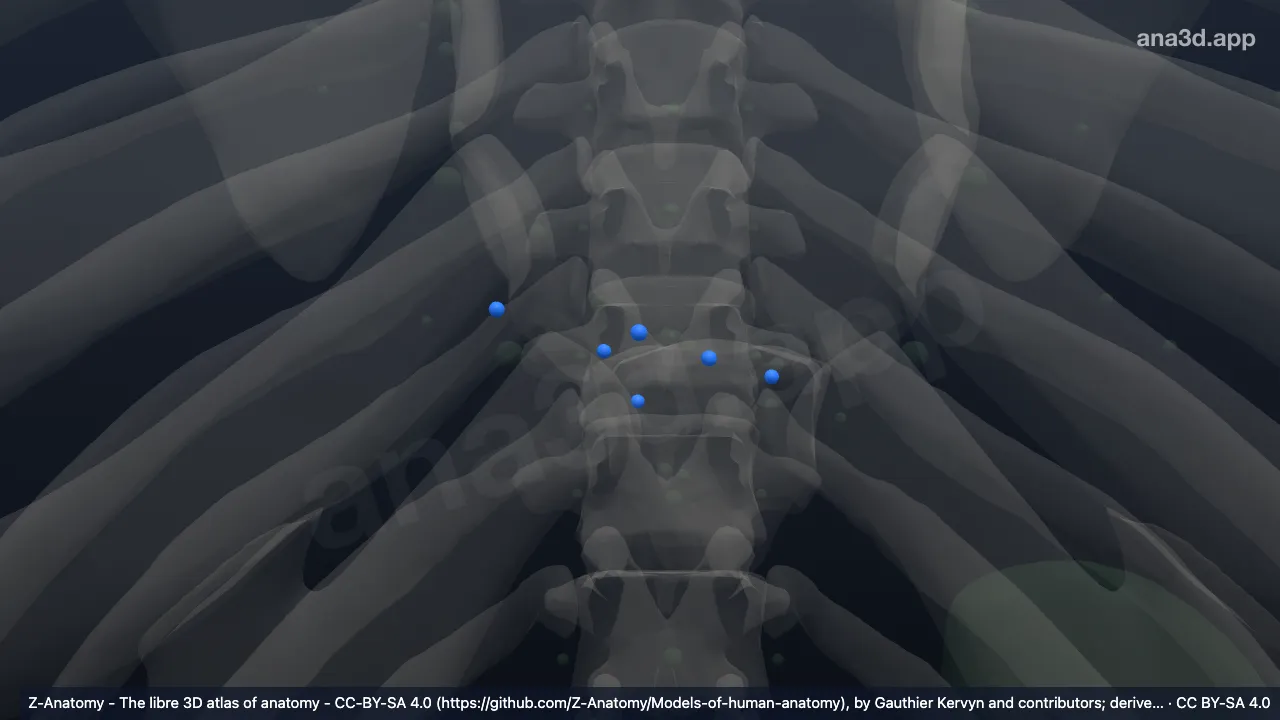 Modelo 3D: Nodos diafragmáticos superiores
