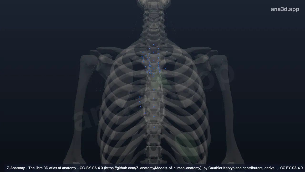 Modèle 3D : Lymphonoeuds médiastinaux