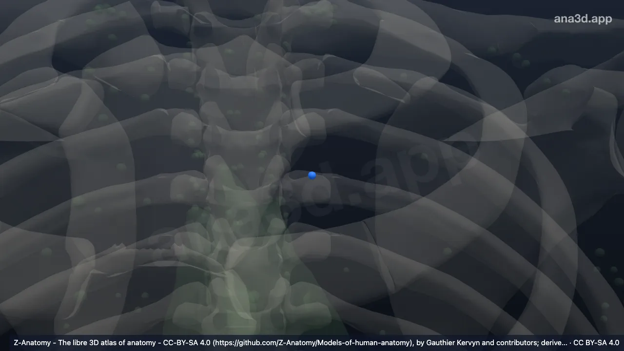 Model 3D: (Kelenjar getah bening ligamentum arteriosum)