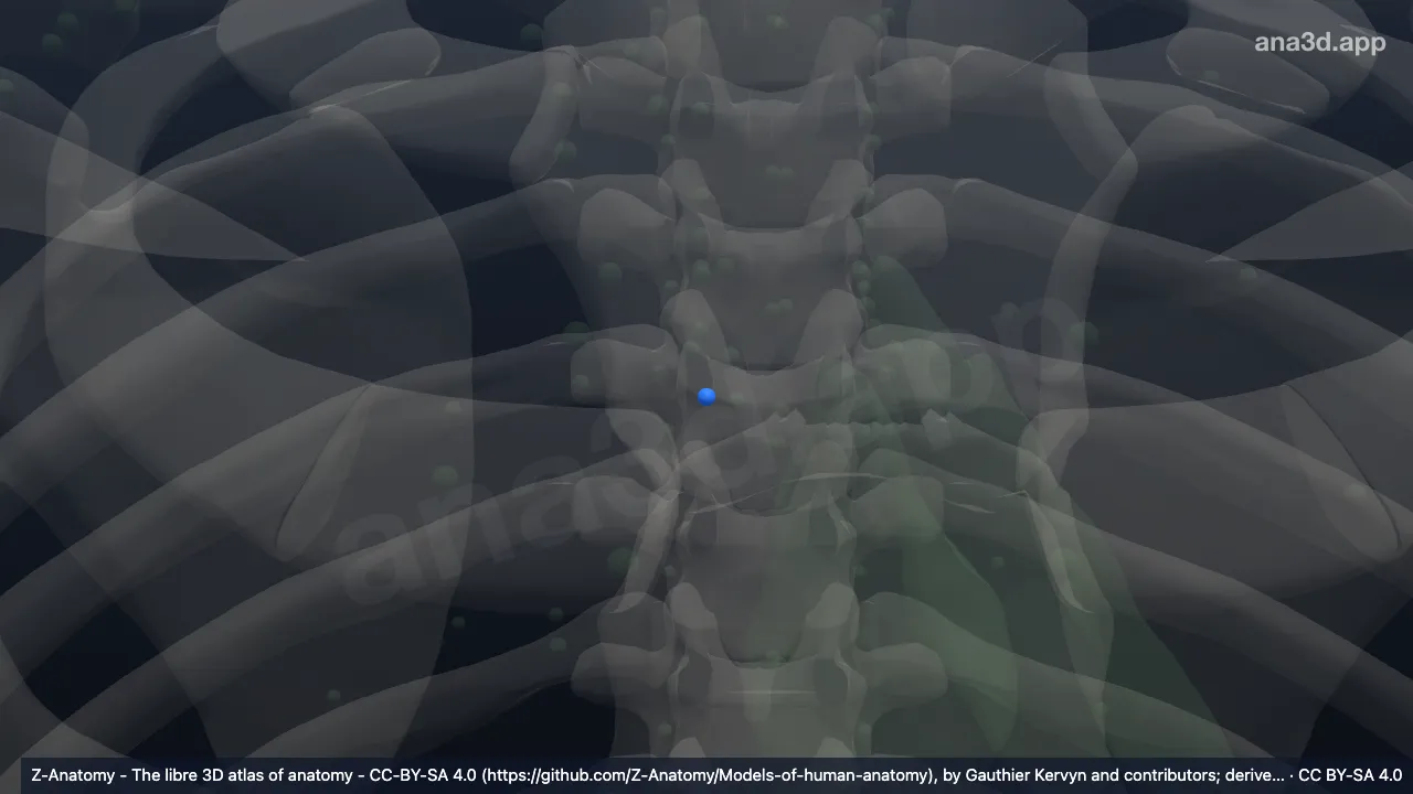 Model 3D: (Kelenjar getah bening arkus vena azigos)