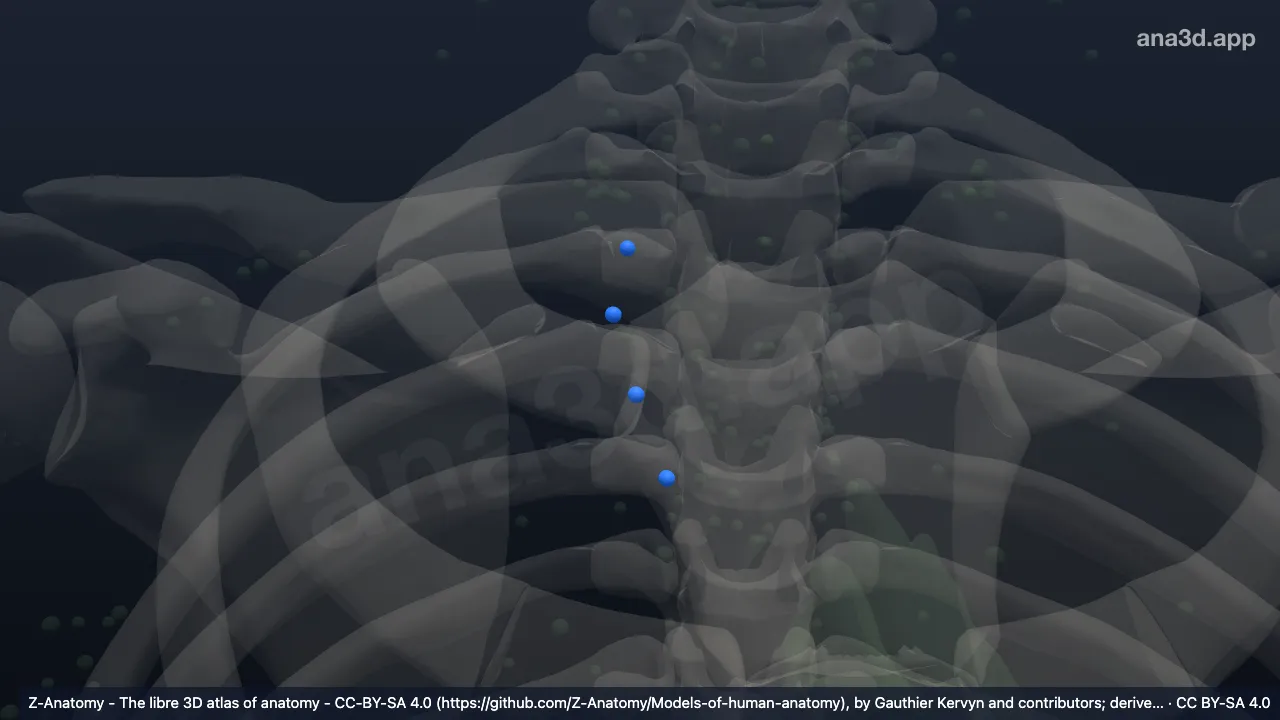 Modelo 3D: Nodi praepericadiaci