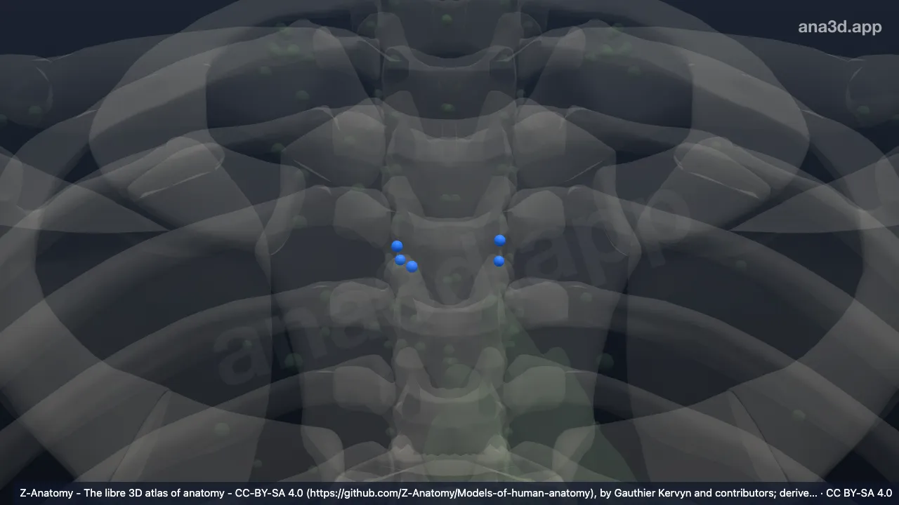 3Dモデル：上気管気管支リンパ節