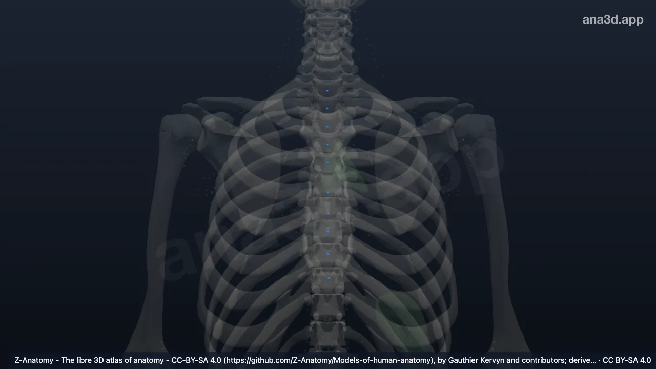 Modèle 3D : Lymphonoeuds juxta-oesophagiens