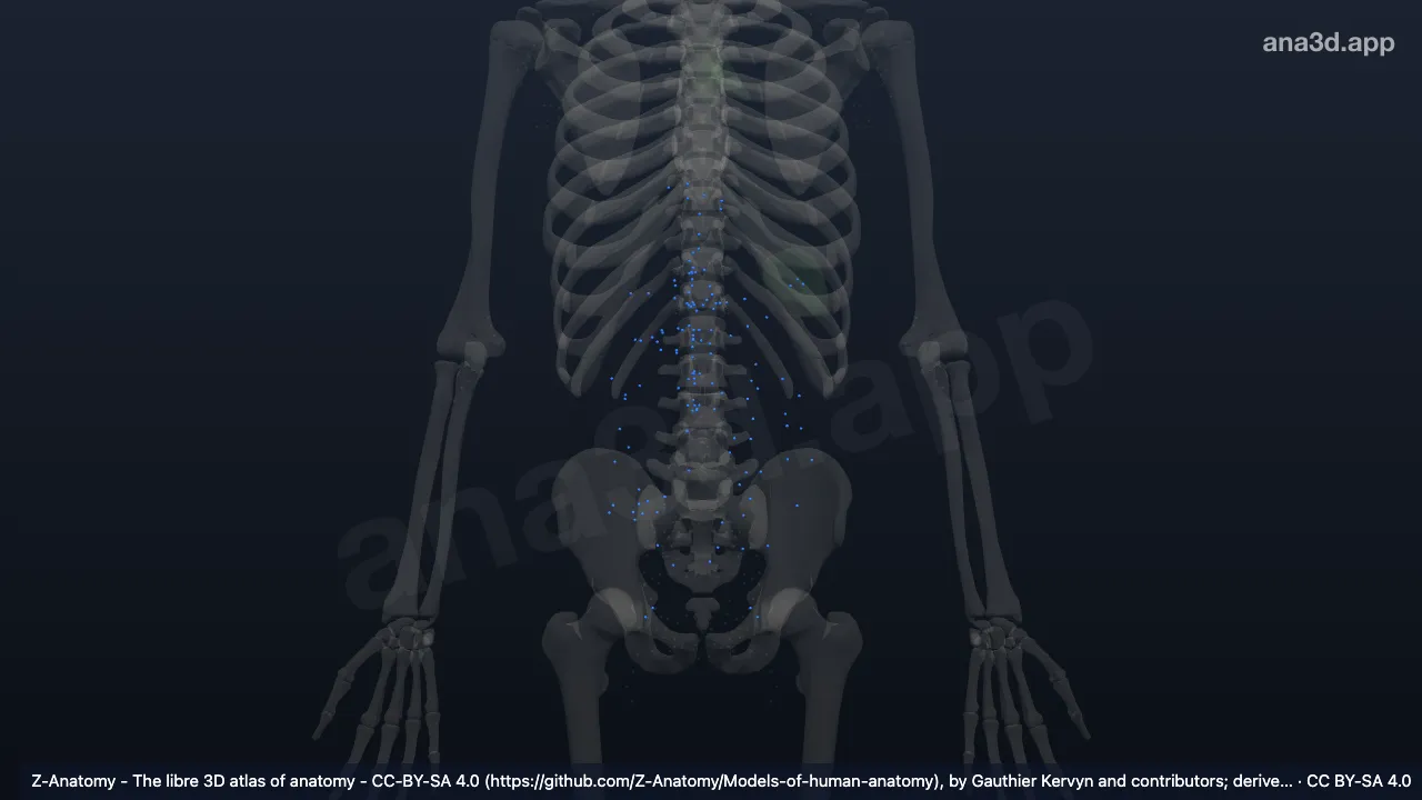 Model 3D: Kelenjar getah bening abdomen