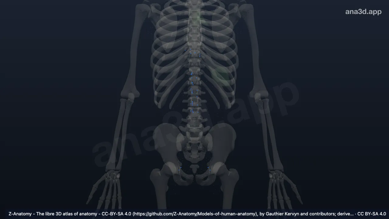 Modelo 3D: Nodos abdominales parietales
