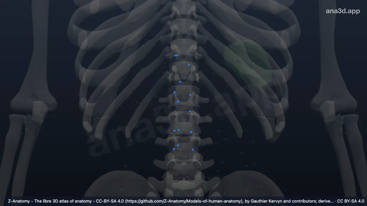 3D-Modell: Linke Nodi lymphoidei lumbales