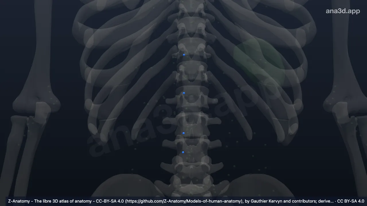 Modelo 3D: Nodos aórticos laterales