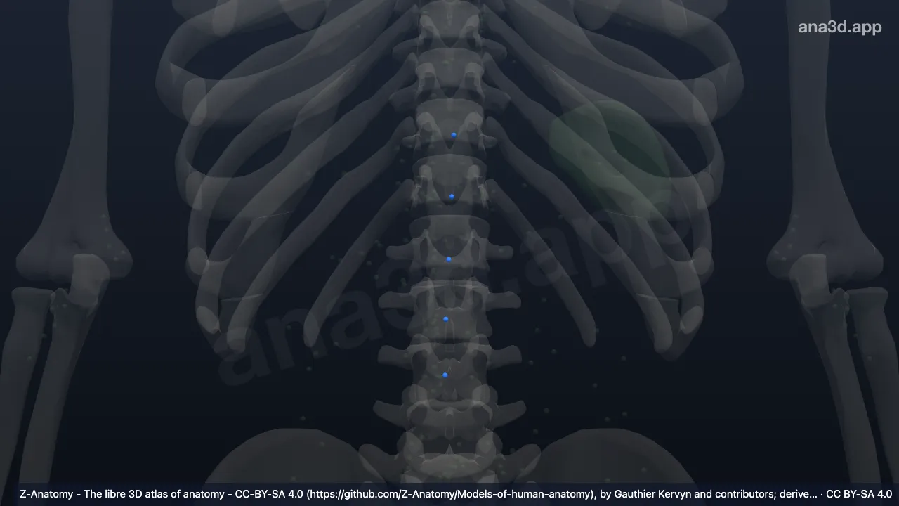 Model 3D: Kelenjar getah bening lumbalis intermedia