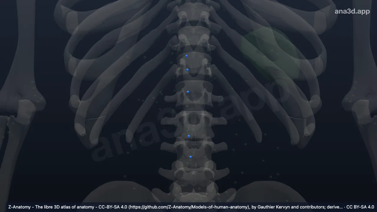 Modelo 3D: Nodos postcavales