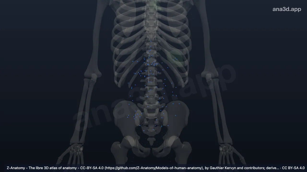 Modelo 3D: Linfonodos abdominais viscerais