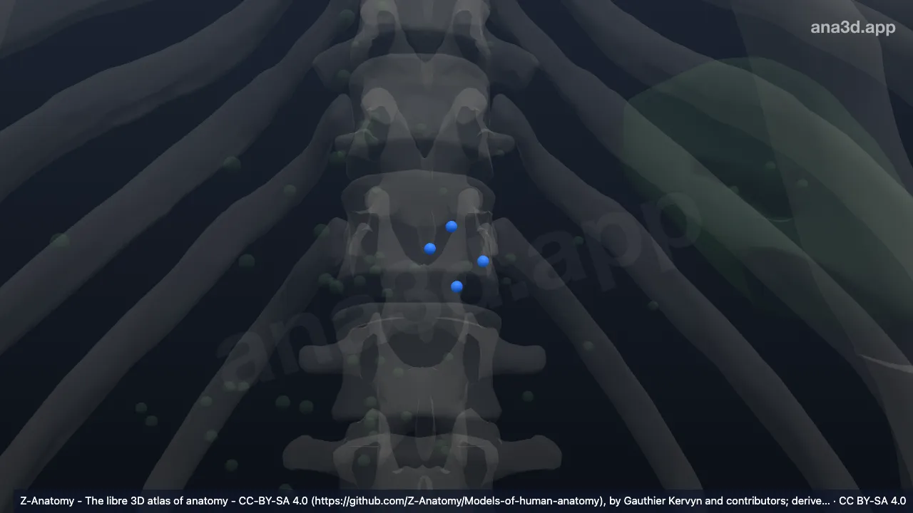 Modèle 3D : Lymphonoeuds coeliaques