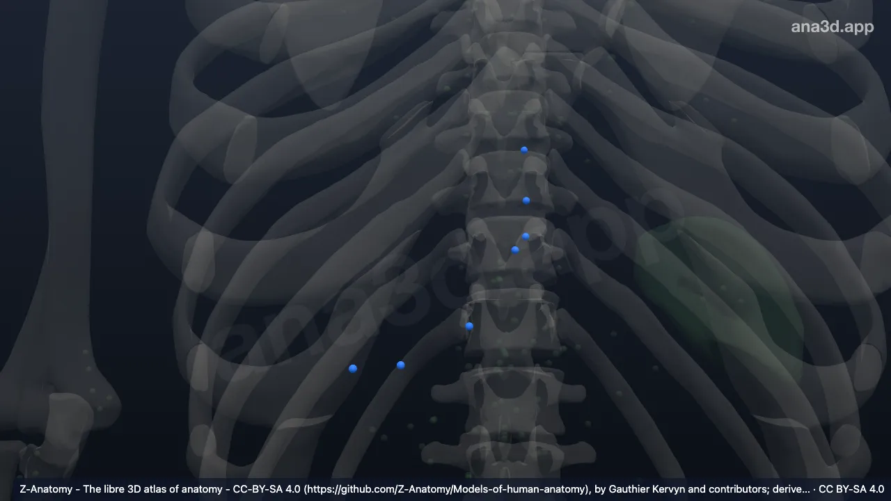 Model 3D: Kelenjar getah bening gastroomentalis kanan