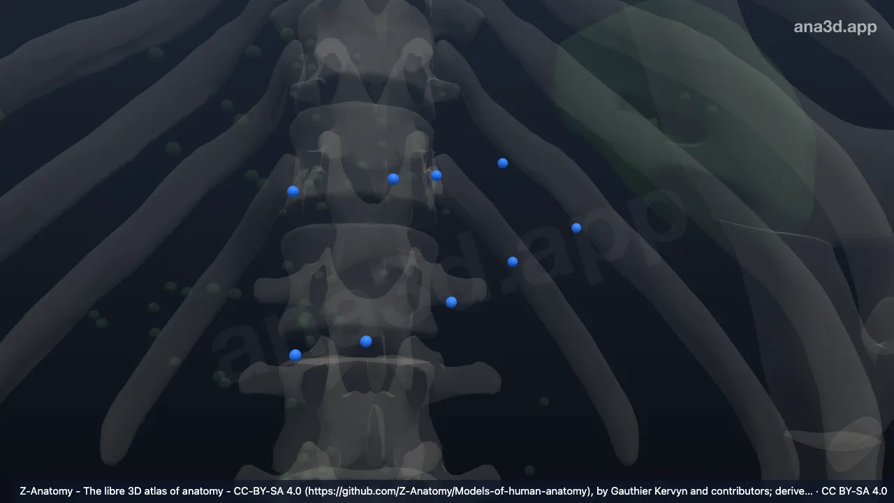 Modèle 3D : Lymphonoeuds pancréatiques