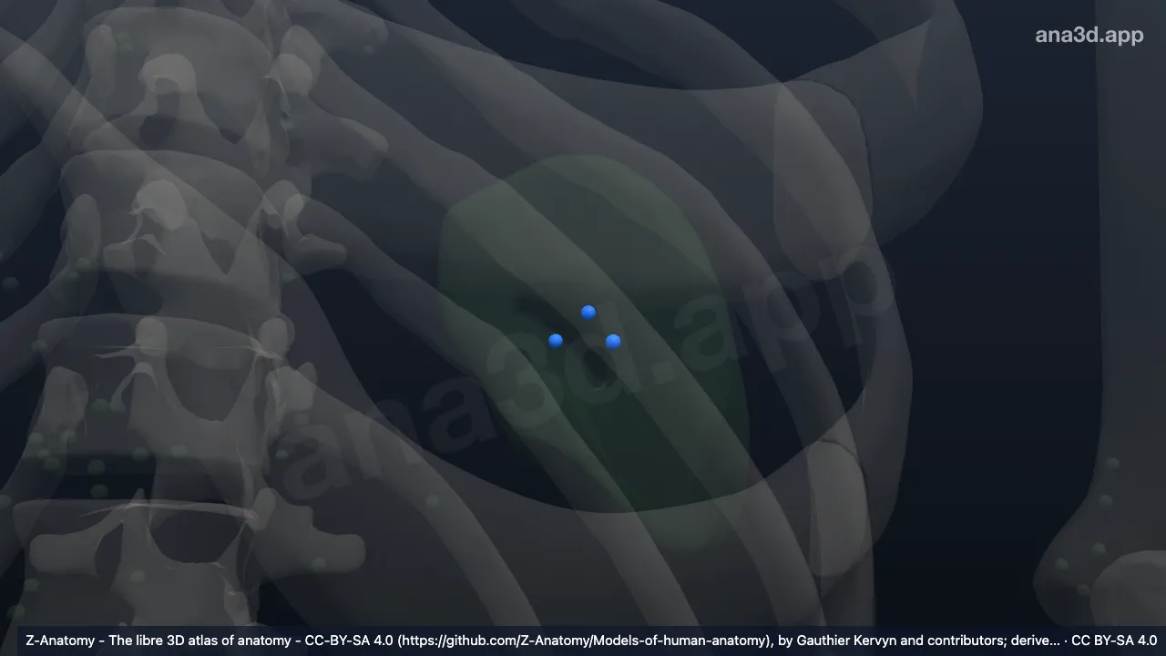 Modelo 3D: Nodi lienales
