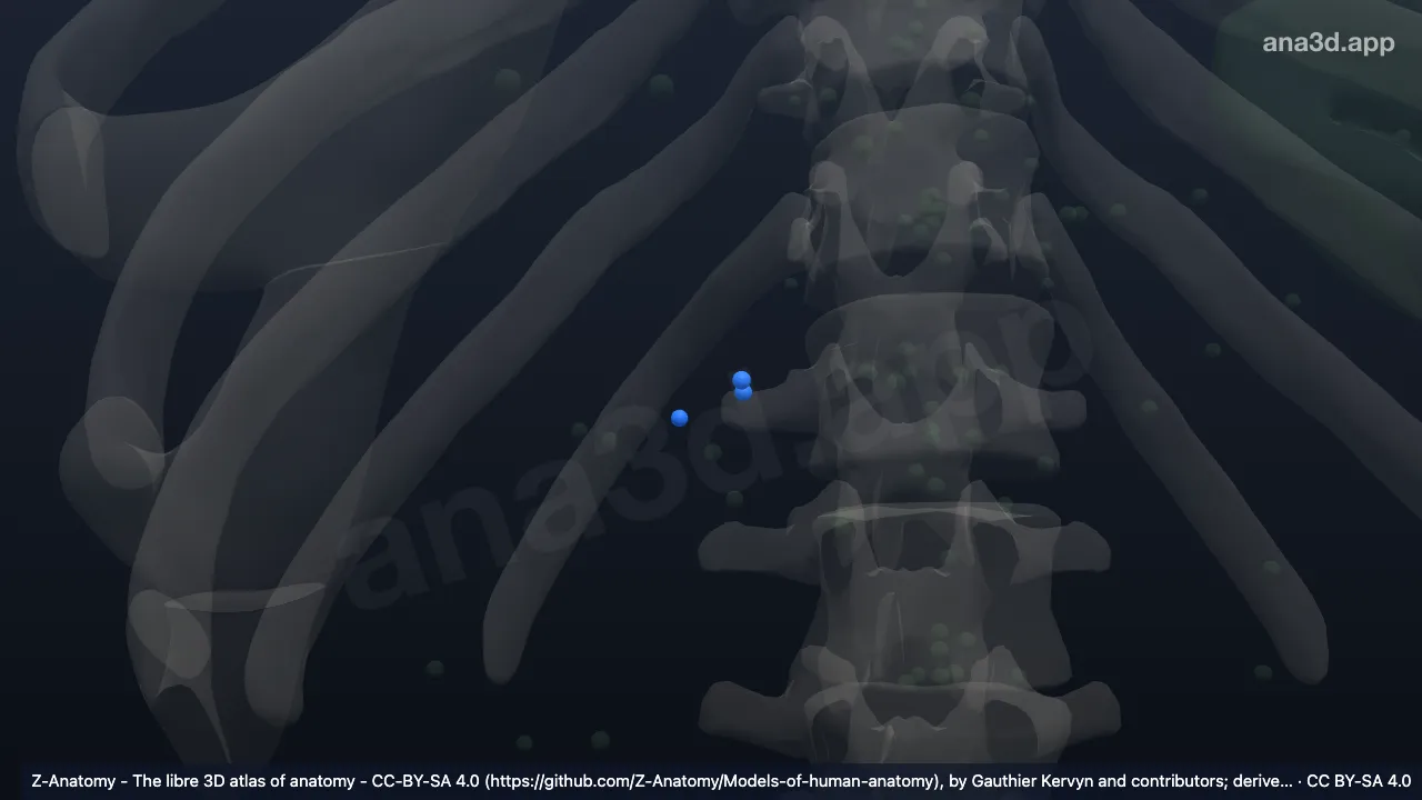 3Dモデル：上膵十二指腸リンパ節