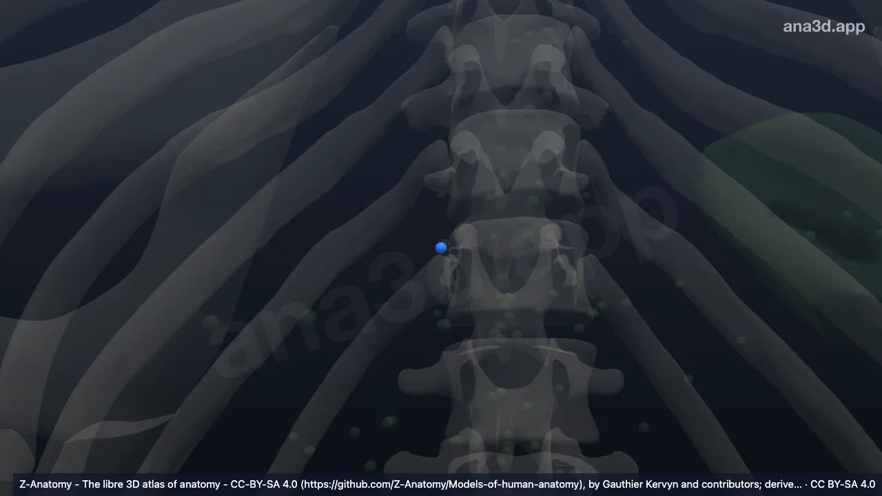 Modèle 3D : Lymphonoeuds hépatiques