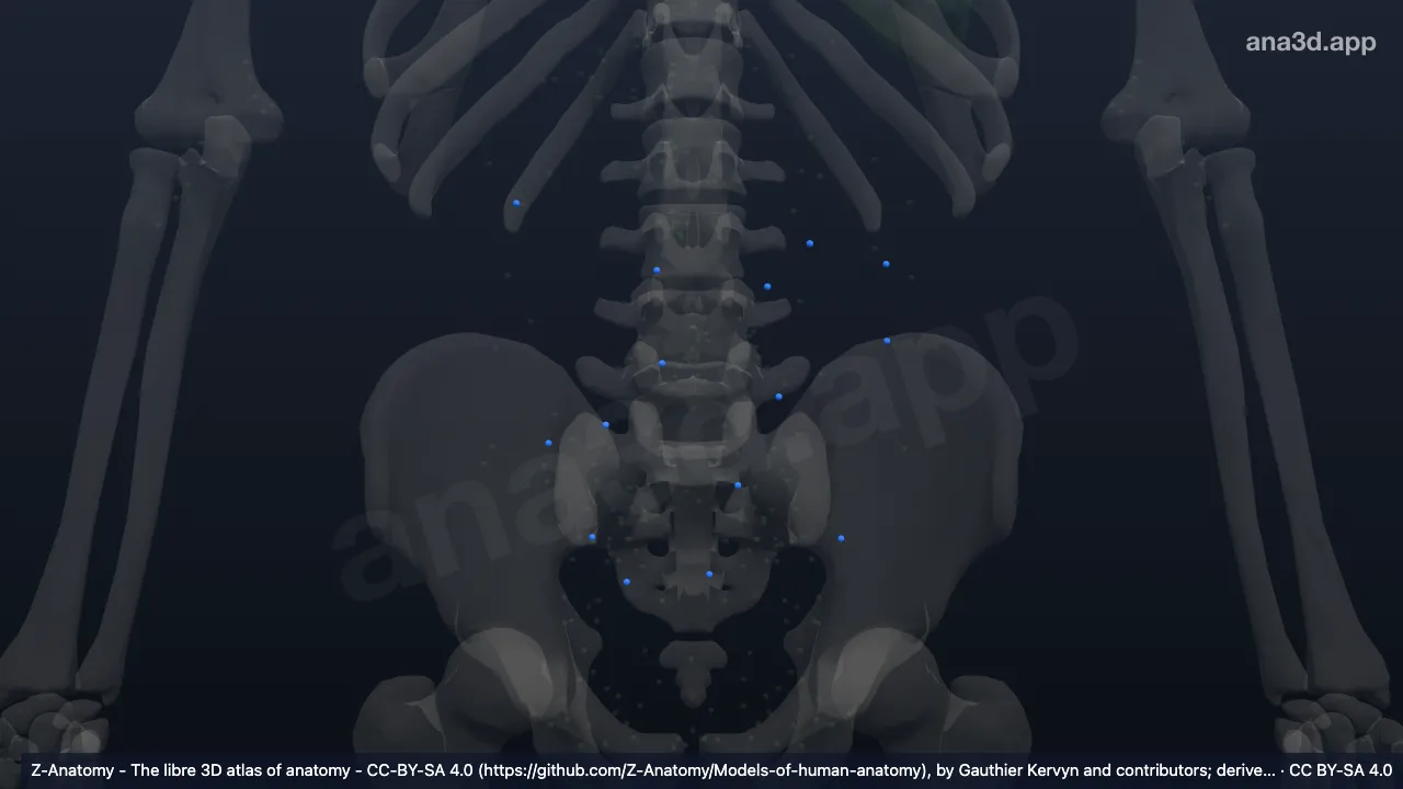Model 3D: Kelenjar getah bening mesenterika jukstaintestinalis