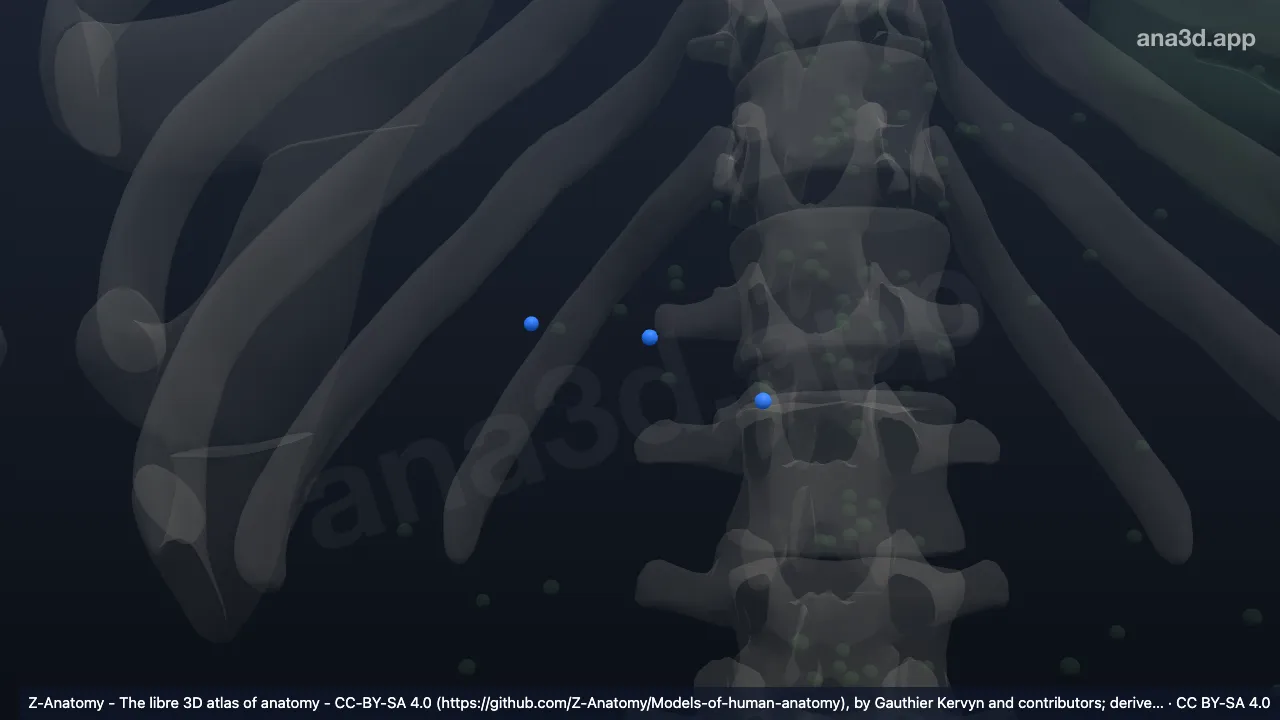 3D-Modell: Nodi lymphoidei colici