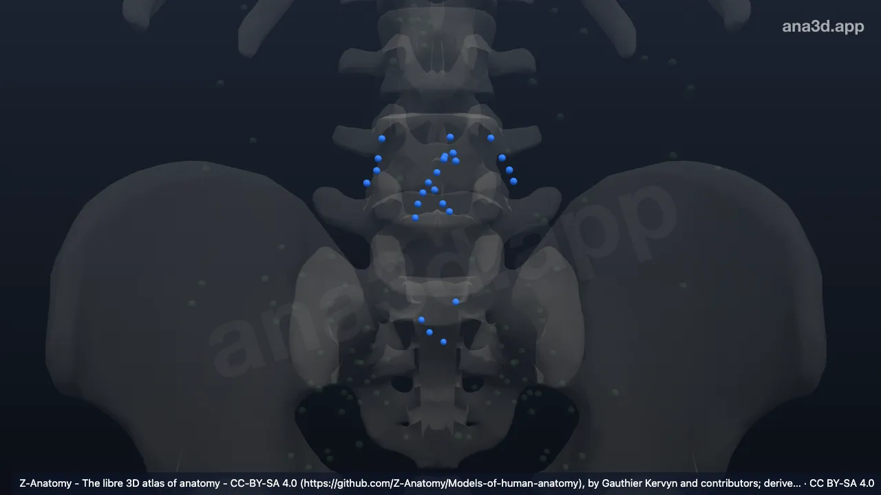 Modèle 3D : Lymphonoeuds iliaques communs