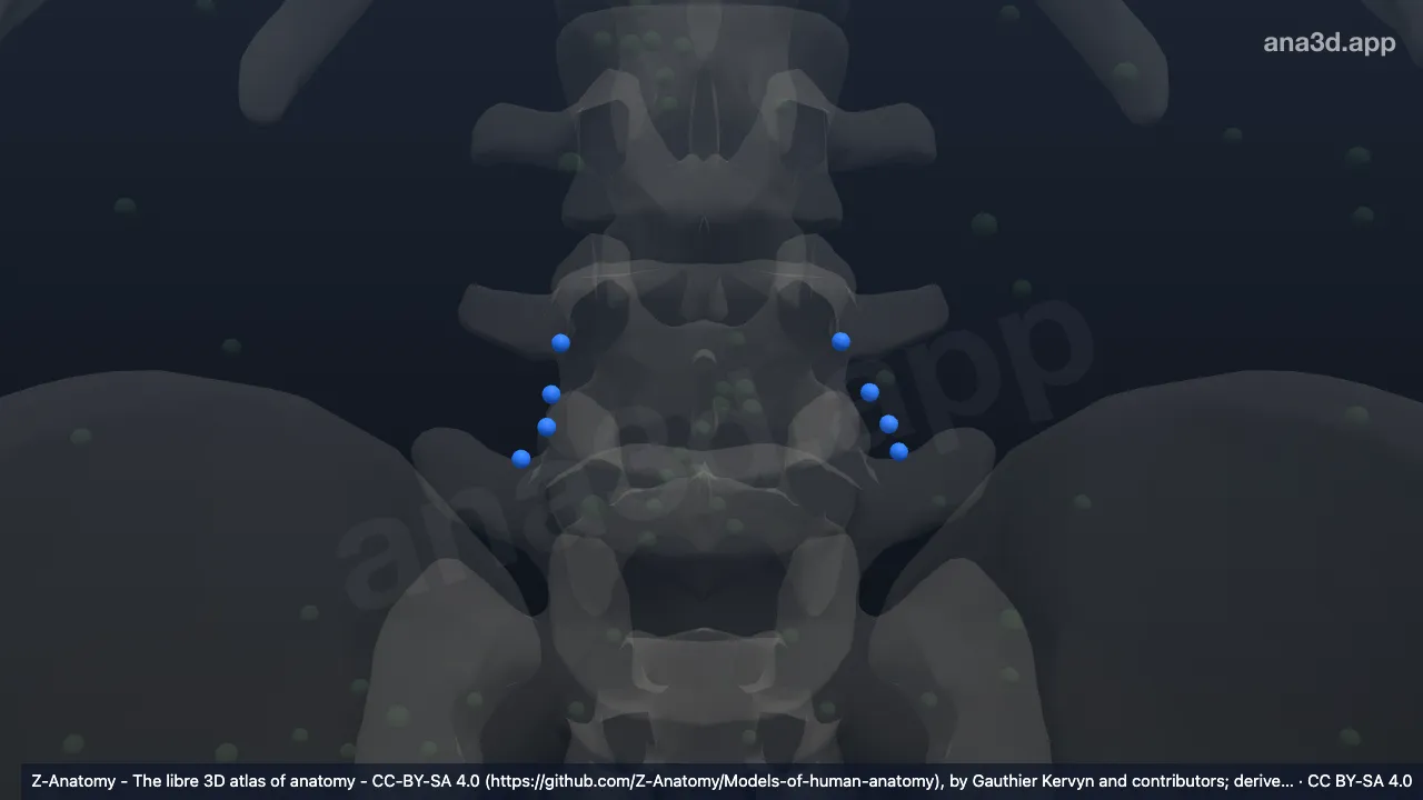3D model: lateral common iliac nodes