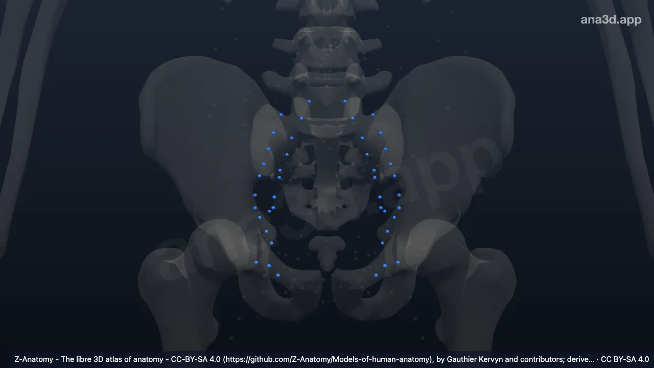 3D-Modell: Nodi lymphoidei iliaci externi