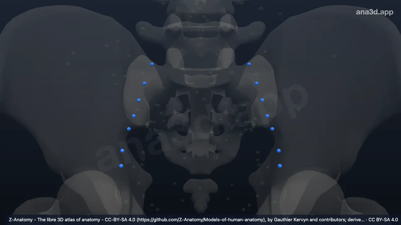 Modelo 3D: Nodos ilíacos externos intermedios