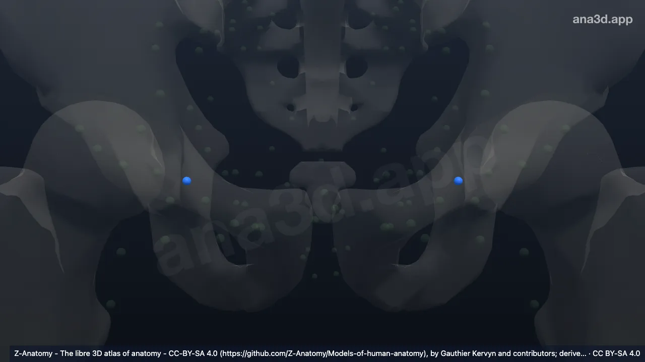 3D model: (Intermediate lacunar node)