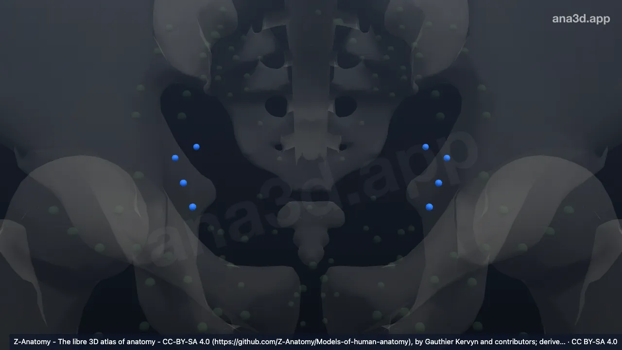 3D model: obturator nodes